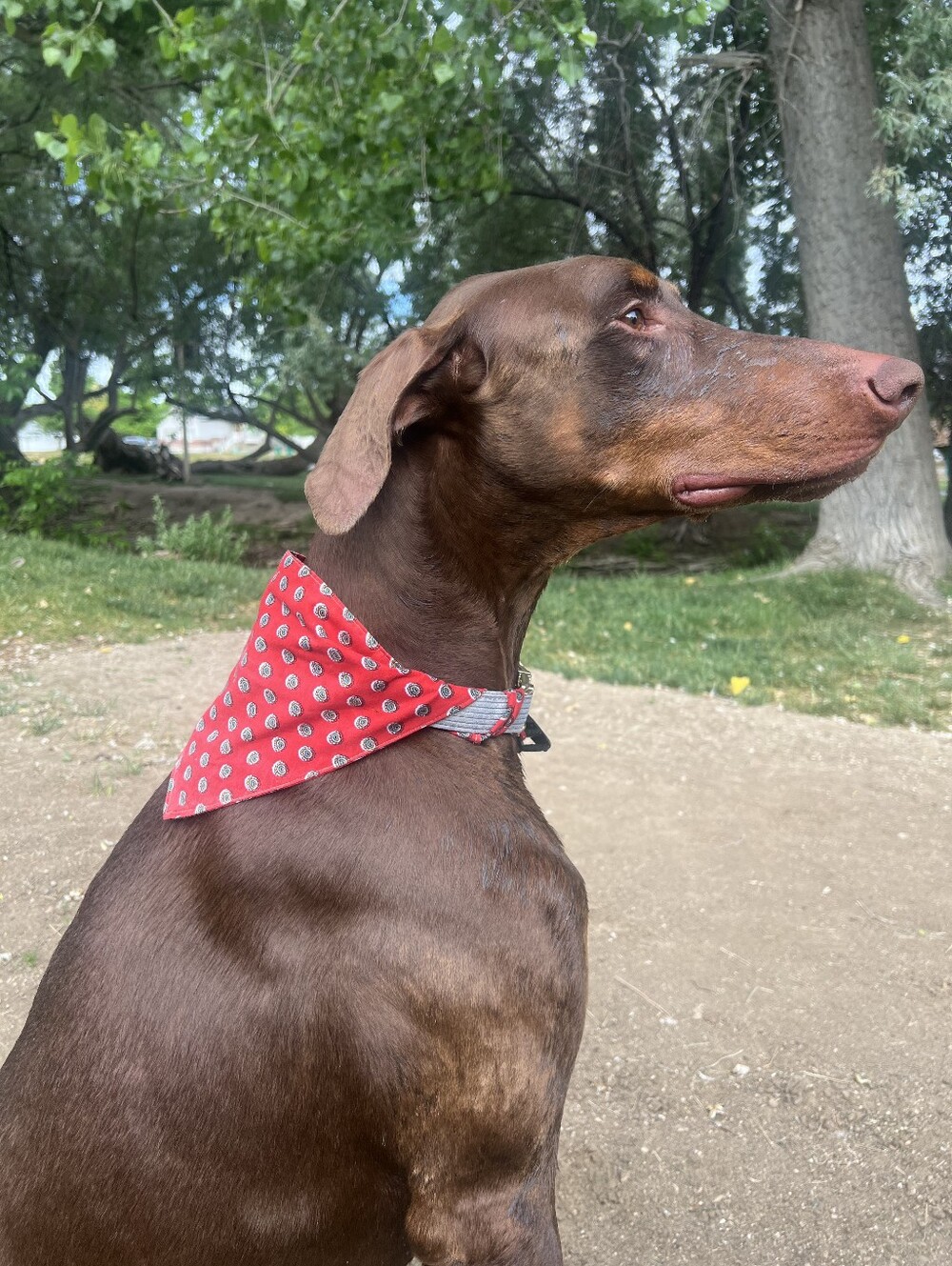 Dog Bandana Clip Closur Size LG/Xtra Large